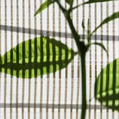 Plantas de Sombra Crescem Devagar? Entenda o Ritmo Natural