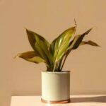 Aspidistra: A Planta Quase Indestrutível para Ambientes Escuros