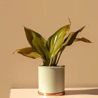 Aspidistra: A Planta Quase Indestrutível para Ambientes Escuros