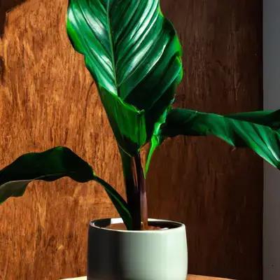 Calatheas em Ambientes com Pouca Luz: Espécies que Mais se Adaptam