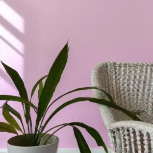 Como Criar um Cantinho Relaxante com Plantas de Sombra na Sala