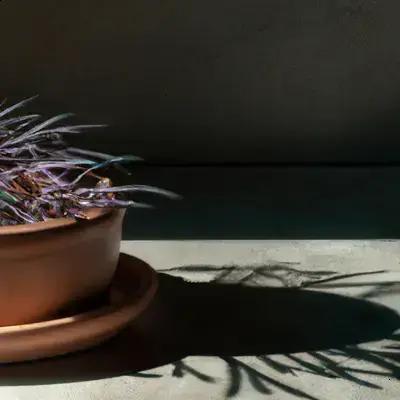 Como Prevenir Fungos em Plantas de Sombra em Ambientes Internos