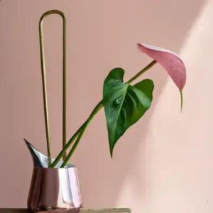 Espécies Compactas e Elegantes para Jardins Internos com Pouca Luz