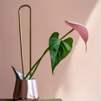Espécies Compactas e Elegantes para Jardins Internos com Pouca Luz
