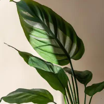 Maranta em Espaços Pequenos: Como Cultivar com Luz Indireta