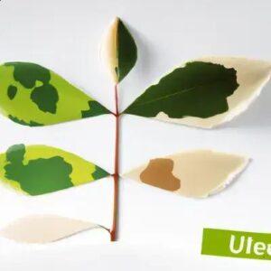 Passo a Passo para Recuperar Plantas de Sombra Murchas