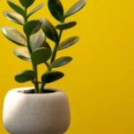 Plantas Compactas Ideais para Escritórios com Iluminação Artificial