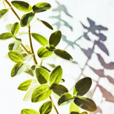Por Que as Plantas de Sombra Ficam com Folhas Amareladas?