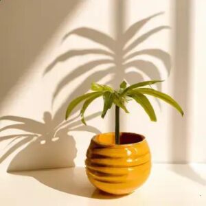 Quando Fazer a Troca de Vaso em Plantas de Sombra